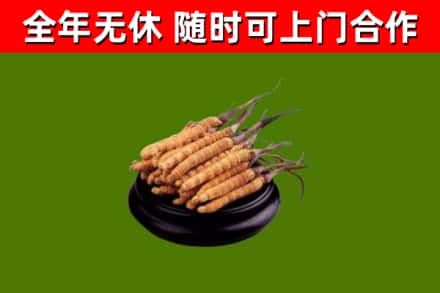 于都县回收散虫草