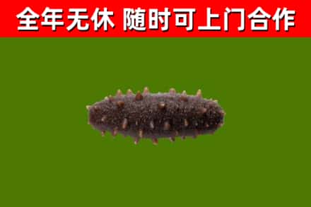 于都县回收海参干